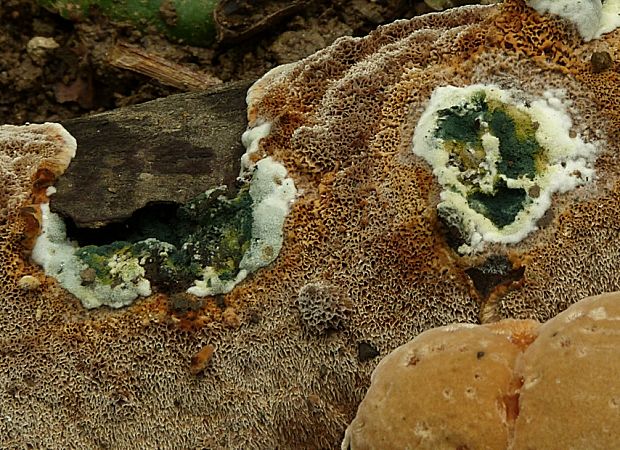 trichoderma Trichoderma sp.