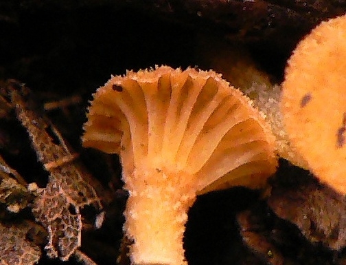 kalichovka Haasiella venustissima (Fr.) Kotl. & Pouzar ex Chiaffi & Surault