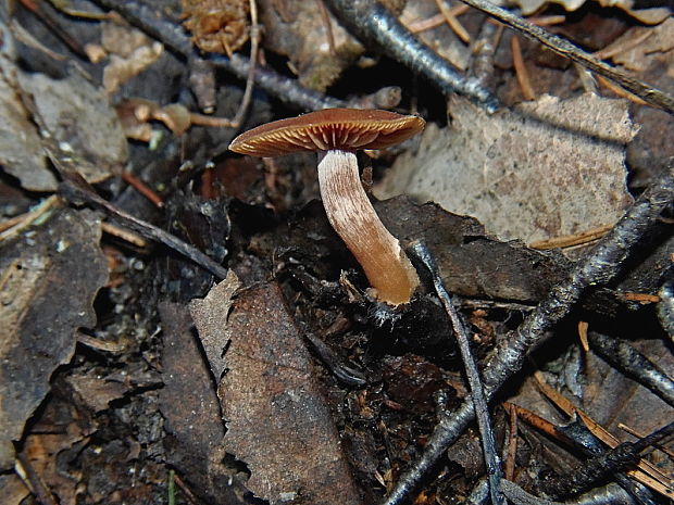 smeťovka zimná Tubaria furfuracea (Pers.) Gillet