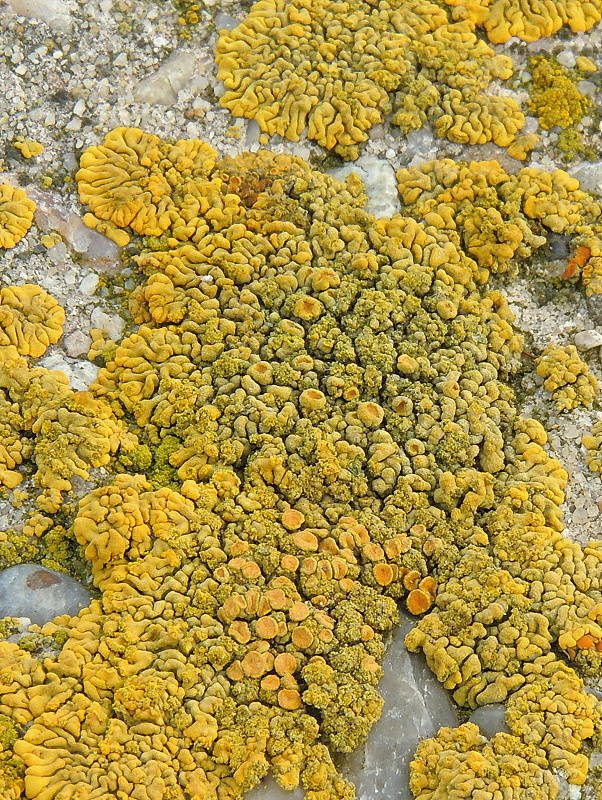 krásnica žltá Calogaya decipiens (Arnold) Arup, Frödén & Søchting