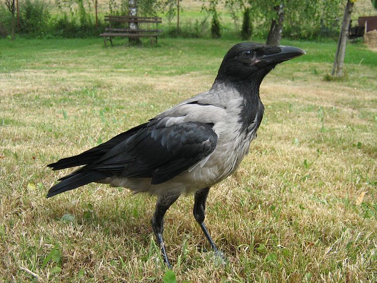 vrana vychodoeuropska Corvus cornix