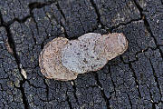 adélovité (larva)