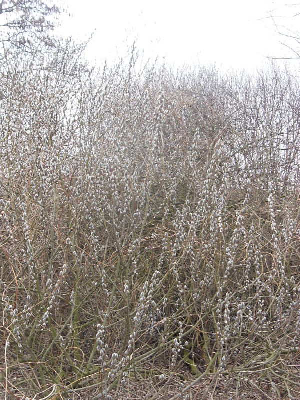 bahniatka Salix caprea L.