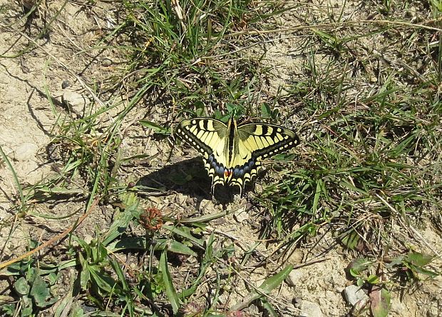 vidlochvost feniklovýKNM-okolie Papilio machaon