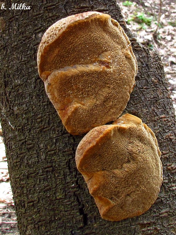 ohňovec slivkový Phellinus pomaceus (Pers.) Maire