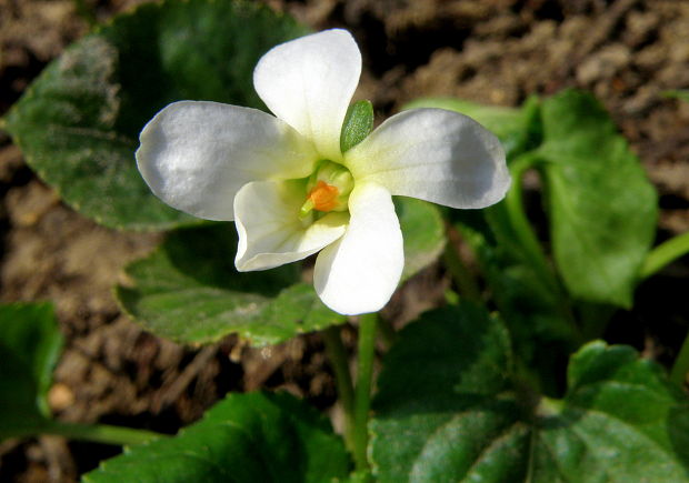fialka voňavá - albín Viola odorata L.