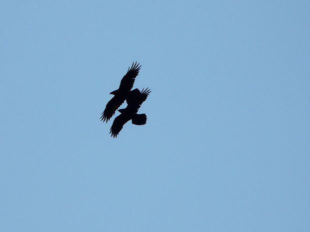 krkavec čierny Corvus corax