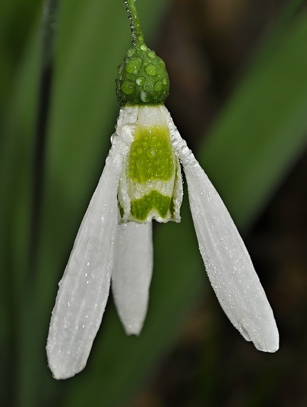 snežienka elwesova Galanthus elwesii Hook. f.