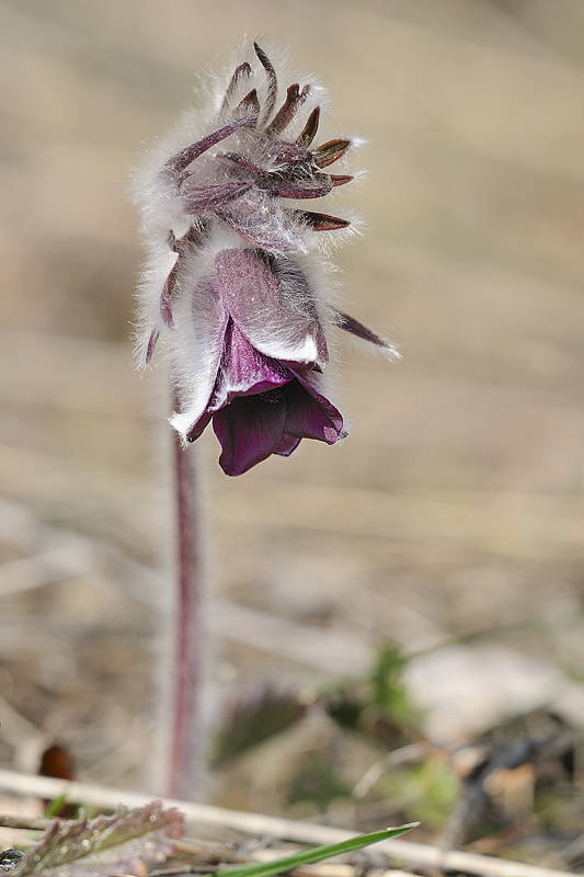 poniklec lúčny český Pulsatilla pratensis subsp. bohemica Skalický