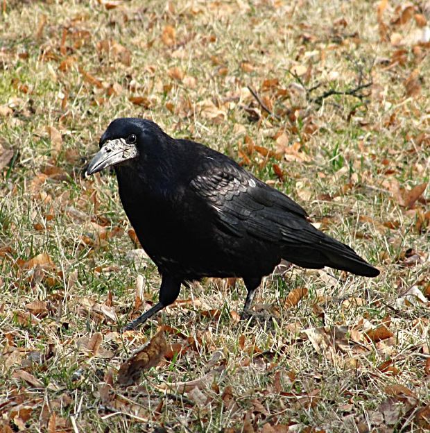 havran poľný -havran polní Corvus frugilegus