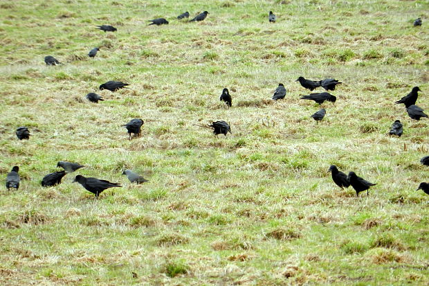 havran poľný + kavka tmavá  Corvus frugilegus + Corvus monedula
