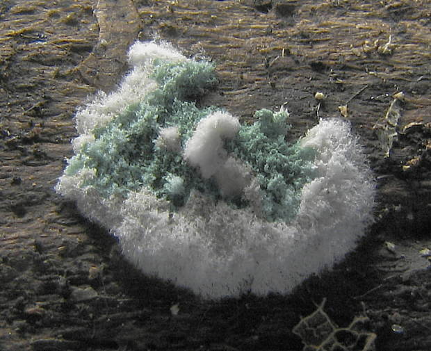 trichoderma Trichoderma sp.