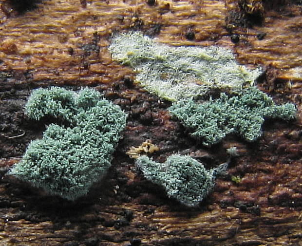 trichoderma Trichoderma sp.