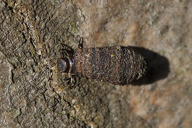 liskavka (larva) cf. Clytrinae