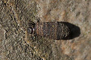 liskavka (larva)