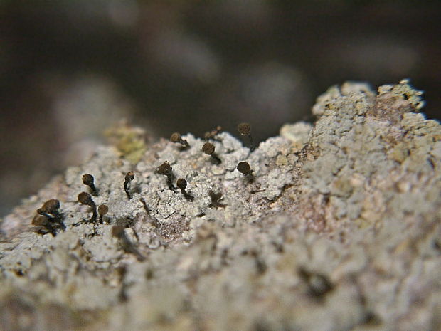 stopkovnica hrdzavá Chaenotheca ferruginea