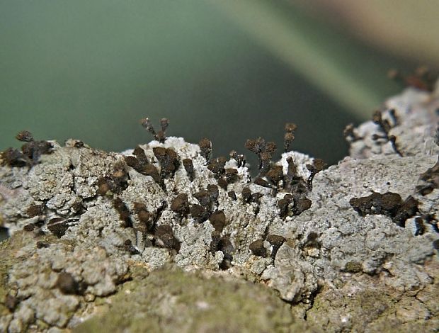 stopkovnica hrdzavá Chaenotheca ferruginea