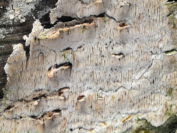 ostropórovec rozliaty Oxyporus obducens (Pers.) Donk
