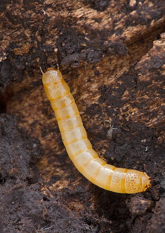 larva ?