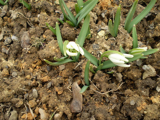 snežienka jarná Galanthus nivalis f. pleniflorus