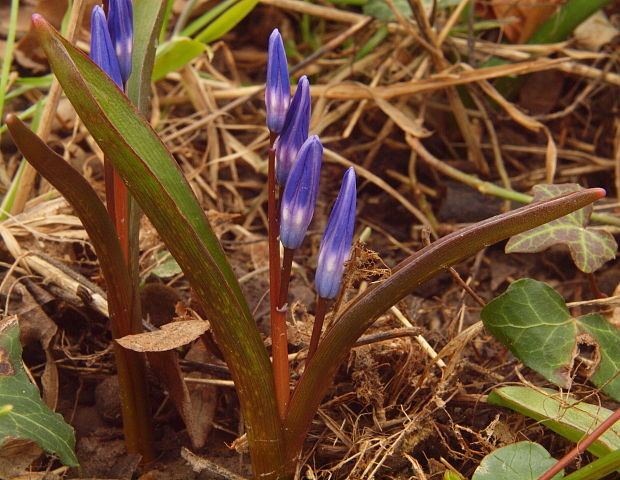 modravka žiarivá Scilla luciliae (Boiss.) Speta