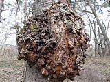 ryšavec šikmý