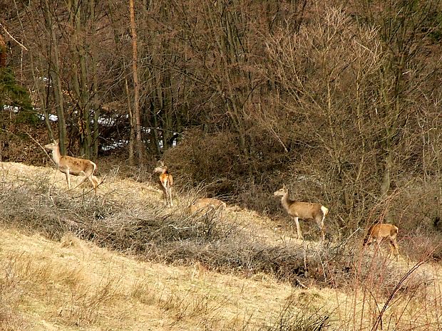 Jelenice
