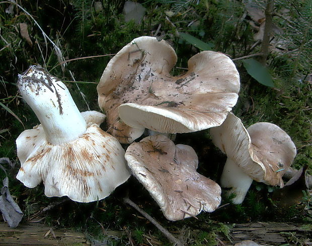 čírovka hnedoružová Tricholoma roseoacerbum A. Riva