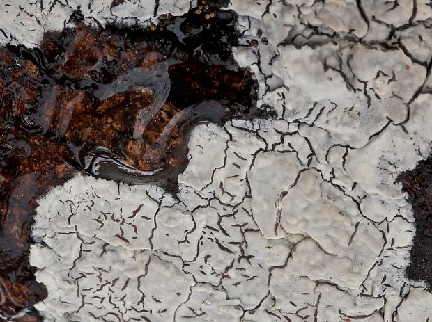 kožovka krémová Mutatoderma mutatum (Peck) C.E. Gómez