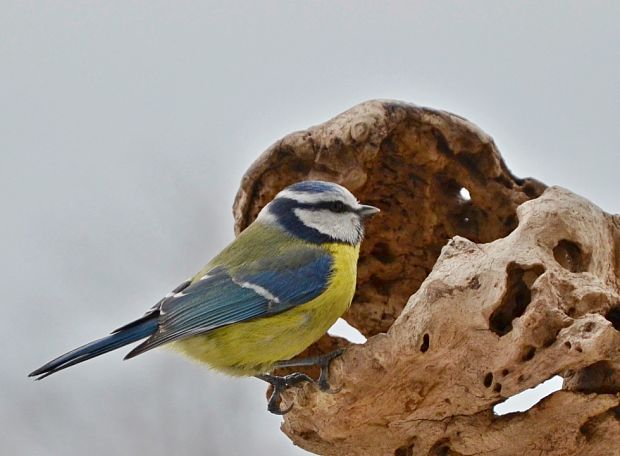 sýkorka belasá Parus caeruleus