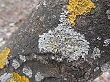 fyscia