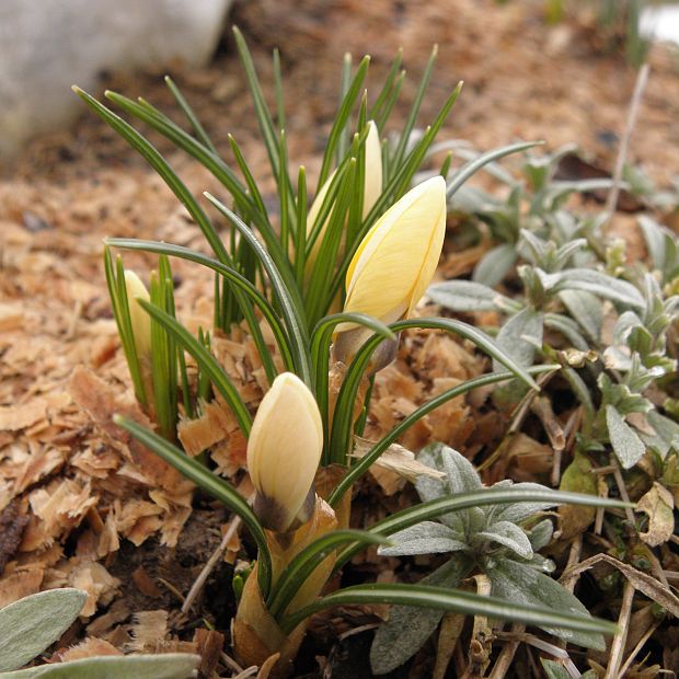 šafran Crocus sp.