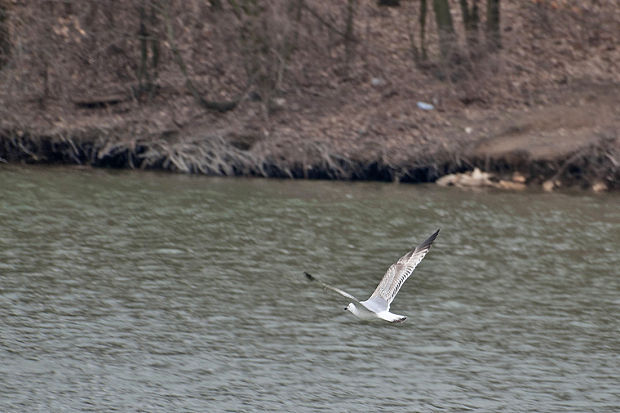 čajka sivá Larus canus