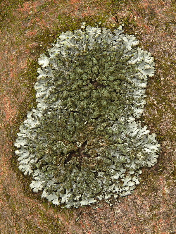 fyscia okrúhla Phaeophyscia orbicularis (Neck.) Moberg