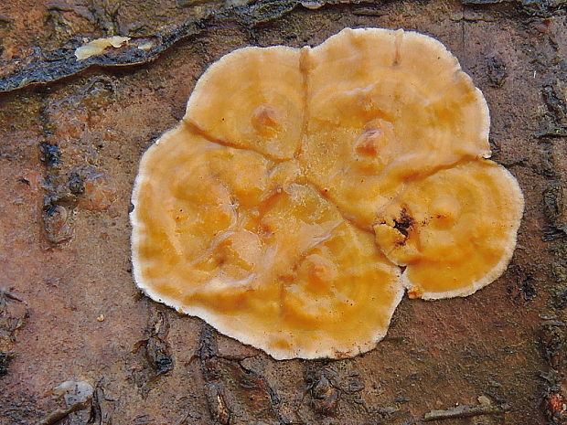 pevník chlpatý Stereum hirsutum (Willd.) Pers.