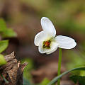 fialka biela