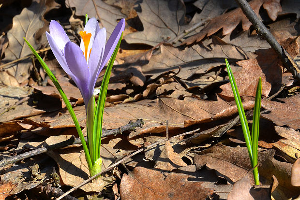 šafran Crocus sp.