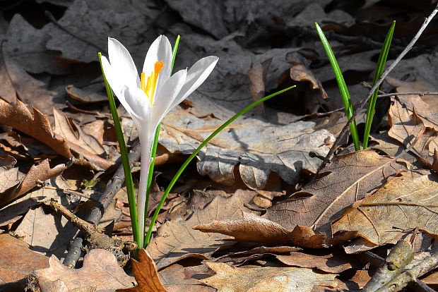šafran - albín Crocus sp.