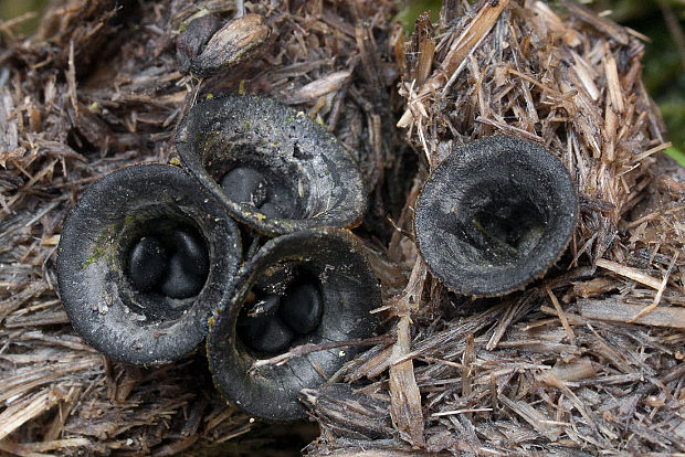 čiaškovec výkalový Cyathus stercoreus (Schwein.) De Toni