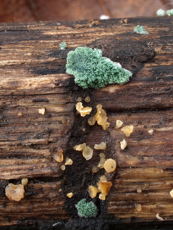 trichoderma Trichoderma sp.