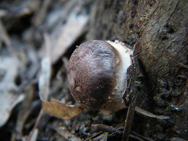 houževnatec jedlý Lentinula edodes (Berk.) Pegler