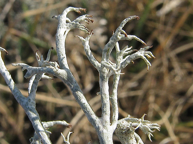 dutohlávka sobia Cladonia rangiferina (L.) Weber ex Wigg.