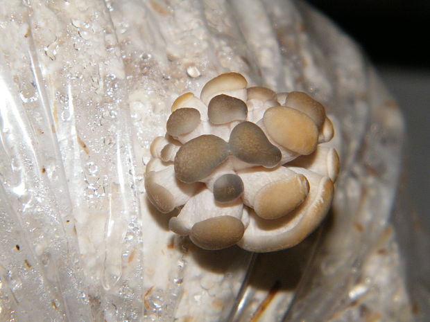 hliva ustricovitá Pleurotus ostreatus (Jacq.) P. Kumm.