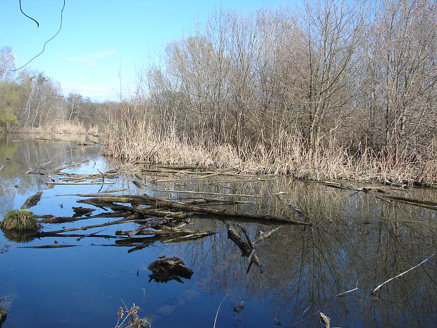 nálezisko smrčkovcov