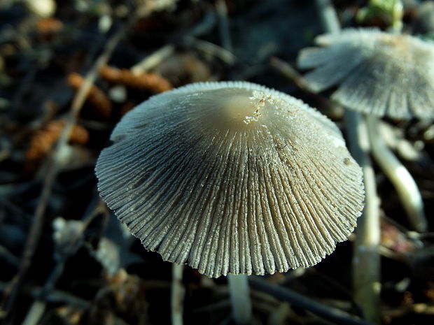 hnojník vyhŕňavý Coprinopsis macrocephala (Berk.) Redhead, Vilgalys & Moncalvo