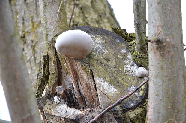 ohňovec obyčajný Phellinus igniarius (L.) Quél.
