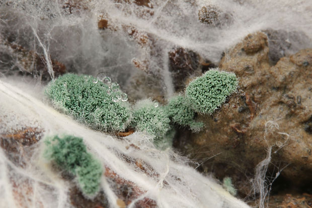 trichoderma Trichoderma sp.