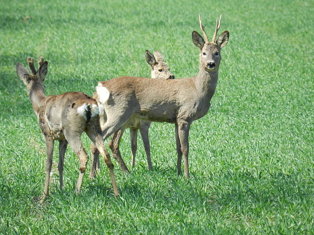srna lesná