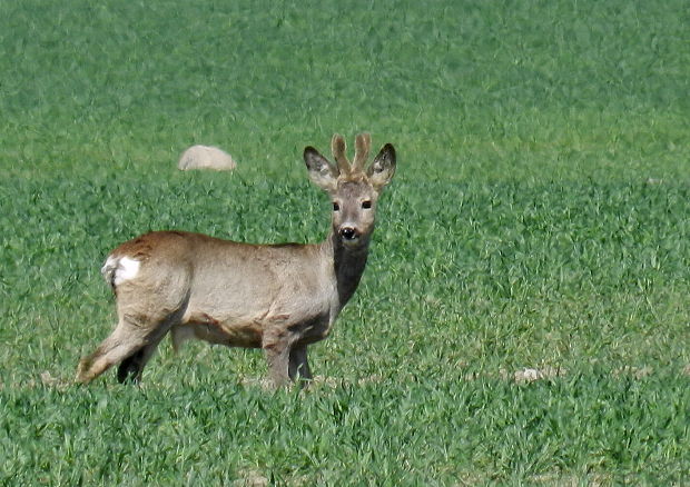 srna lesná