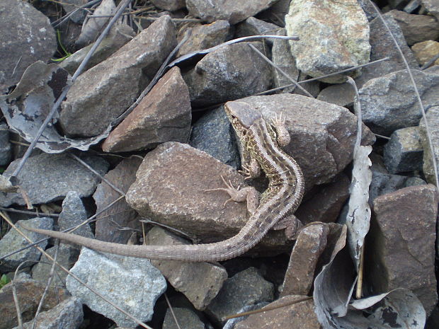 jašterička